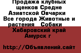 Продажа клубных щенков Средне Азиатской Овчарки - Все города Животные и растения » Собаки   . Хабаровский край,Амурск г.